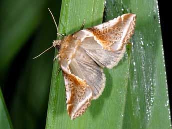 Habrosyne pyritoides Hfn. adulte - �Philippe Mothiron