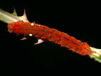  Chenille de Habrosyne pyritoides Hfn. - �Philippe Mothiron