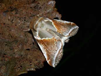 Habrosyne pyritoides Hfn. adulte - �Philippe Mothiron