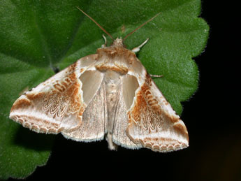 Habrosyne pyritoides Hfn. adulte - �Philippe Mothiron