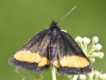 Psodos quadrifaria Sulz. adulte - �Daniel Morel