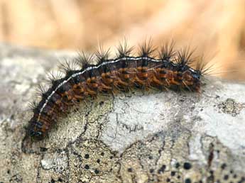  Chenille de Apantesis quenseli Payk. - �Daniel Morel