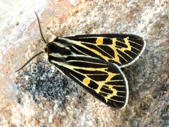 Apantesis quenseli Payk. adulte - �Daniel Morel