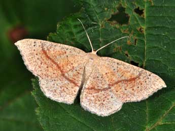Cyclophora quercimontaria Bastbg adulte - �Philippe Mothiron