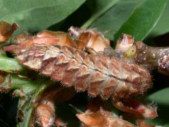  Chenille de Quercusia quercus L. - �Philippe Mothiron