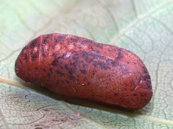  Chrysalide de Quercusia quercus L. - �Philippe Mothiron