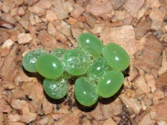  Oeuf de Marumba quercus D. & S. - �St�phane Grenier