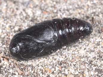  Chrysalide de Drymonia querna D. & S. - �Philippe Mothiron