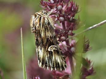 Actinotia radiosa Esp. adulte - �Jean-Fran�ois Maradan