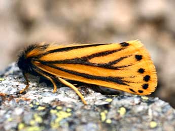 Setina aurita Esp. adulte - �Daniel Morel