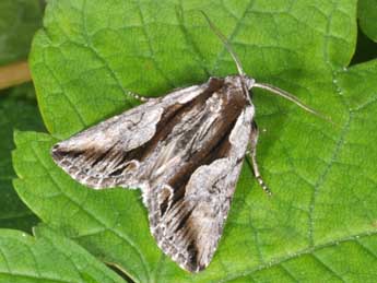 Calliergis ramosa Esp. adulte - �Philippe Mothiron