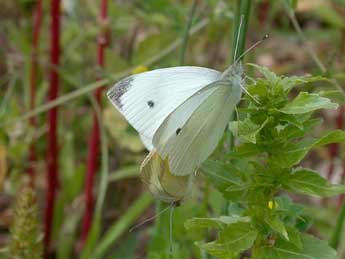 Pieris rapae L. adulte - �Philippe Mothiron