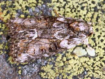 Bryophila raptricula D. & S. adulte - �Daniel Morel