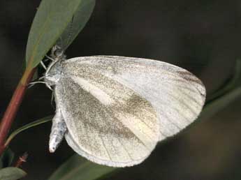 Leptidea juvernica Will. adulte - �Daniel Morel