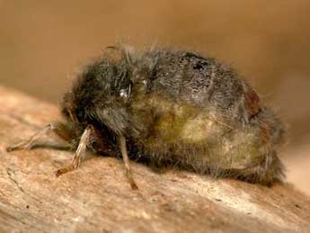 Orgyia recens Hb. adulte - �Bruno Lavou�