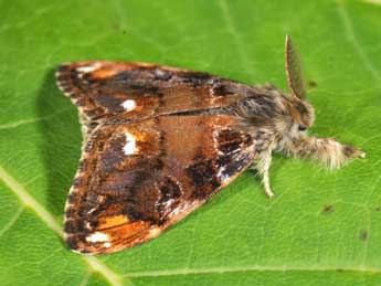 Orgyia recens Hb. adulte - �Philippe Mothiron