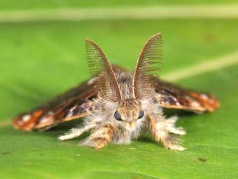 Orgyia recens Hb. adulte - �Philippe Mothiron