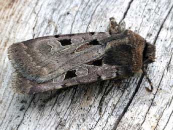 Chersotis andereggii Bsdv. adulte - �Daniel Morel