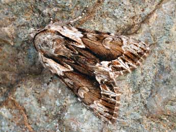 Hyppa rectilinea Esp. adulte - �Daniel Morel