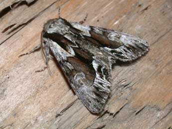 Hyppa rectilinea Esp. adulte - �Philippe Mothiron