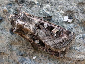 Euxoa recussa Hb. adulte - �Daniel Morel