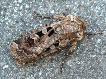 Euxoa recussa Hb. adulte - �Daniel Morel