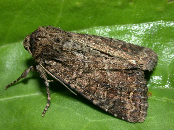 Apamea remissa Hb. adulte - �Philippe Mothiron