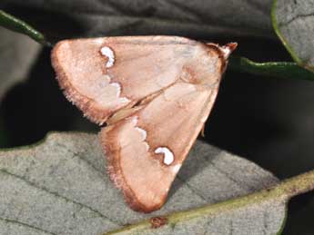 Haemerosia renalis Hb. adulte - �Philippe Mothiron