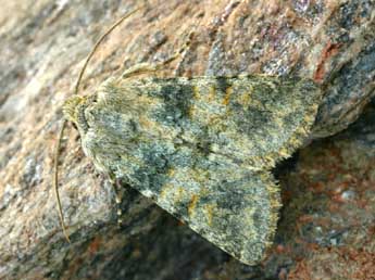 Hadena caesia D. & S. adulte - �Daniel Morel