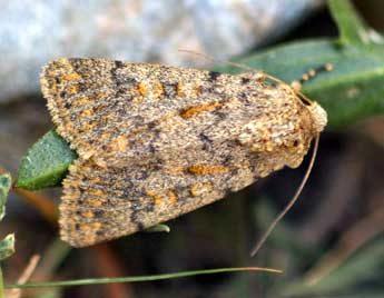 Dichagyris renigera Hb. adulte - �Daniel Morel