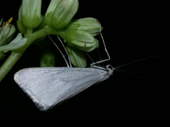 Gypsochroa renitidata Hb. adulte - �Philippe Mothiron