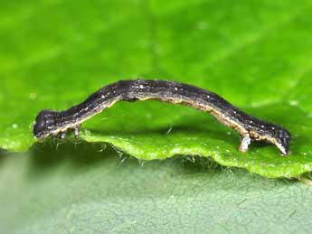  Chenille de Epione repandaria Hfn. - �Philippe Mothiron