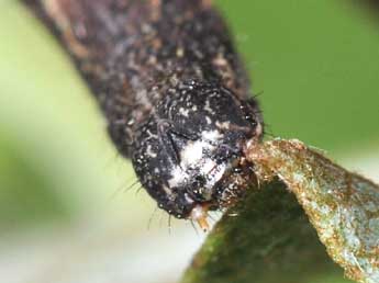  Chenille de Epione repandaria Hfn. - �Philippe Mothiron