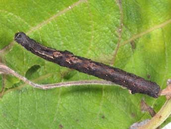  Chenille de Epione repandaria Hfn. - �Philippe Mothiron