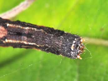  Chenille de Epione repandaria Hfn. - �Philippe Mothiron