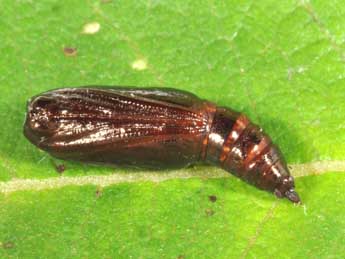  Chrysalide de Epione repandaria Hfn. - �Philippe Mothiron