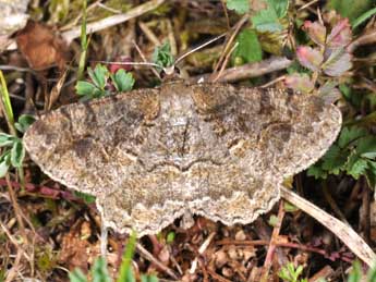 Alcis repandata L. adulte - �Philippe Mothiron