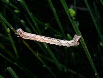  Chenille de Alcis repandata L. - �Philippe Mothiron