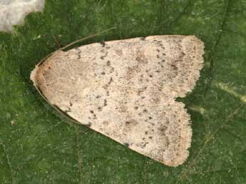 Hoplodrina respersa D. & S. adulte - �Daniel Morel