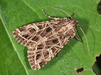 Sideridis reticulata Gze adulte - �Philippe Mothiron