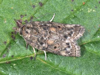 Nycteola revayana Scop. adulte - �Philippe Mothiron