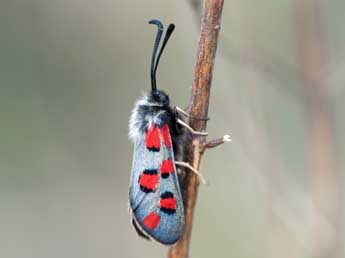 Zygaena rhadamanthus Esp. adulte - �J�r�me Barbut