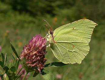 Gonepteryx rhamni L. adulte - �Philippe Mothiron