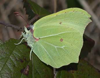 Gonepteryx rhamni L. adulte - �Philippe Mothiron