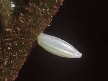  Oeuf de Gonepteryx rhamni L. - �Philippe Mothiron