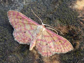 Idaea rhodogrammaria P�ng. adulte - �Daniel Morel