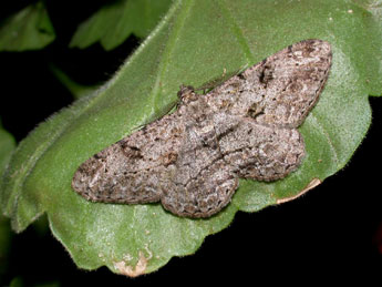 Peribatodes rhomboidaria D. & S. adulte - �Philippe Mothiron