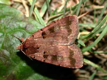 Xestia stigmatica Hb. adulte - �Philippe Mothiron