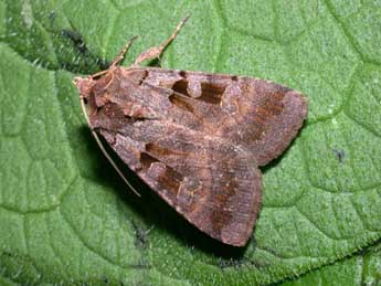 Xestia stigmatica Hb. adulte - �Philippe Mothiron