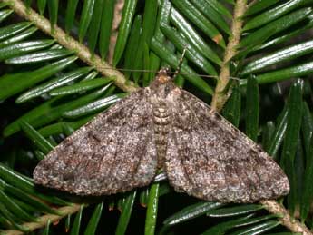 Deileptenia ribeata Cl. adulte - �Philippe Mothiron